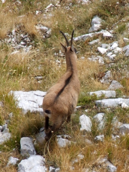 Camoscio d''Abruzzo Rupicapra pyrenaica ornata